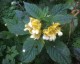 Impatiens scabrida - small image 4