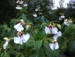 Impatiens tinctoria - small image 4