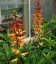Isoplexis canariensis - small image 4