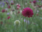 Knautia macedonica - small image 4