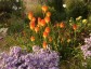 Kniphofia rooperi - small image 4