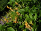 Lathyrus aureus - small image 4