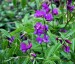 Lathyrus vernus - small image 4