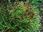 Lathyrus vernus filicifolius - small image 4