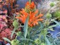 Leonotis leonurus - small image 4