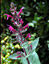 Lepechinia hastata - small image 4