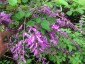 Lespedeza thunbergii - small image 4