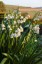 Leucojum 'Gravetye Giant' AGM - small image 4