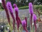Liatris pycnostachya - small image 4
