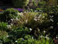 Libertia procera - small image 4