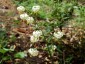 Lilium martagon var. album AGM - small image 4