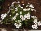 Limnanthes douglasii rosea - small image 4