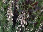 Linaria 'Peachy' - small image 4