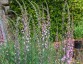 Linaria purpurea 'Canon Went' - small image 4