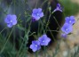 Linum narbonense - small image 4