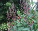 Lobelia tupa - small image 4