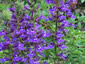 Lobelia x speciosa 'Vedrariensis' - small image 4