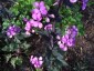 Lunaria annua 'Chedglow' - small image 4