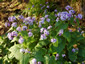 Lunaria rediviva - small image 4