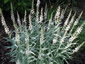 Lysimachia ephemerum - small image 4