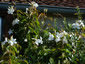 Mandevilla laxa - small image 4