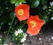 Meconopsis cambrica 'Frances Perry' - small image 4