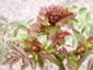 Melanoselinum decipiens - small image 4