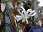 Michauxia campanuloides - small image 4