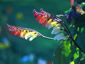 Mina lobata - small image 4
