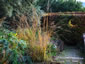 Molinia caerulea ssp. arundinacea - small image 4