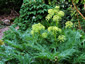 Molopospermum peloponnesiacum - small image 4