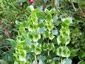 Molucella laevis - small image 4