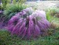 Muhlenbergia capillaris - small image 4