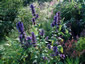 Nepeta kubanica - small image 4
