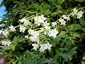 Nicotiana alata - small image 4