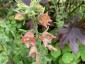 Nicotiana glutinosa 'Peach Screamer' - small image 4