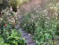 Nicotiana mutabilis - small image 4