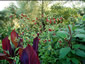 Nicotiana 'Tinkerbell' - small image 4