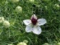 Nigella papillosa 'African Bride' - small image 4