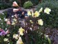 Oenothera odorata - small image 4