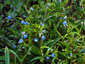 Omphalodes nitida - small image 4