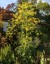Opopanax chironium - small image 4