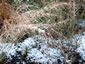 Oryzopsis miliacea - small image 4