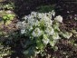 Pachyphragma macrophyllum - small image 4