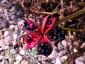 Paeonia cambessedesii AGM - small image 4