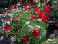 Papaver 'Paradise' - small image 4