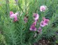 Papaver rhoeas 'Mother of Pearl' - small image 4