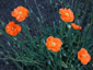 Papaver rupifragum - small image 4