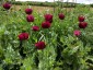 Papaver somniferum 'Laurens Grape' - small image 4