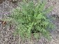 Papaver triniifolium - small image 4